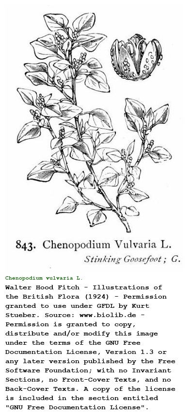 Chenopodium vulvaria L.